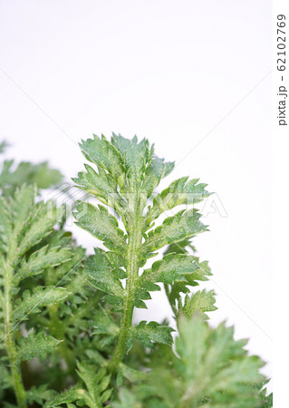 オレンジカモミール オレンジカモミール 62102769