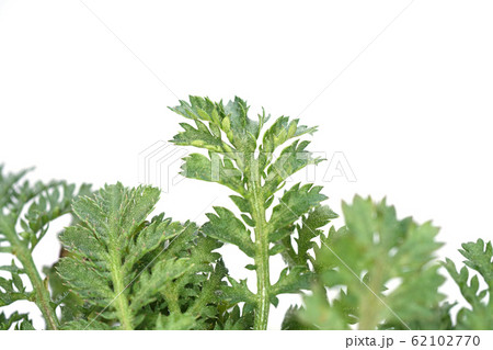 オレンジカモミール 62102770