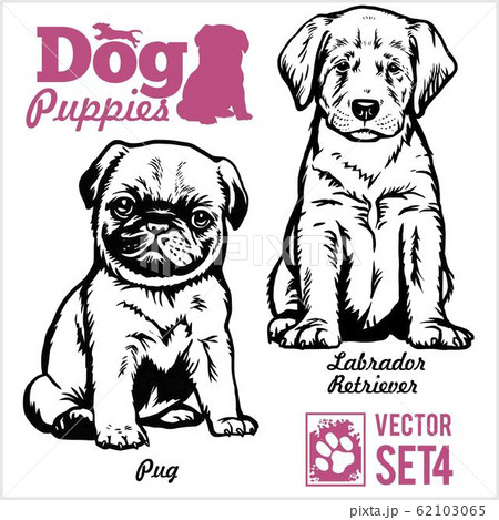 Pug and Labrador Retriever - Dog Puppies. Vector set. Funny dogs puppy pet characters different breads doggy illustration isolated on white. Pug and Labrador Retriever - Dog Puppies. Vector set. Funny dogs puppy pet characters different breads doggy illustration isolated on white. 62103065