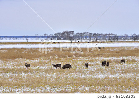 エゾシカの群れ　野付半島 62103205