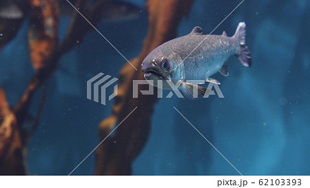 ギンザケ　-Silver Salmon- 62103393