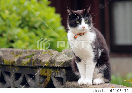 ブロック塀で様子を窺うハチワレ ブロック塀で様子を窺うハチワレ 62103459