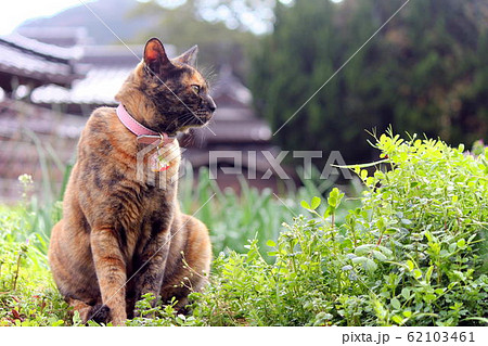 ちょこんと留まった天道虫～畑にサビ猫〜 62103461
