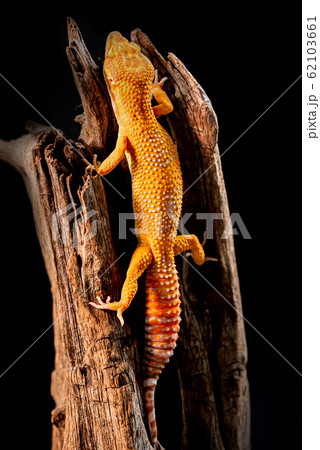 macro photo of leopard gecko on the wood in the macro photo of leopard gecko on the wood in the 62103661