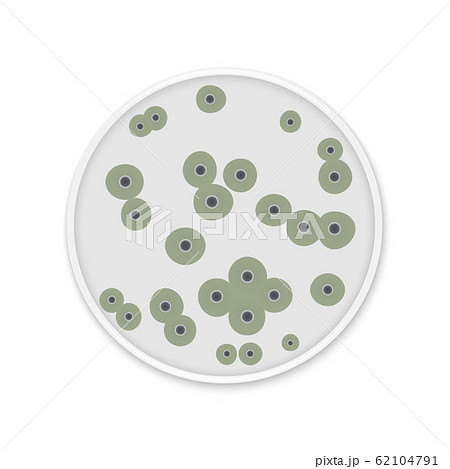 Bacteria colony spots on round dishes 62104791