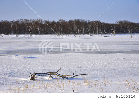 野付半島のナラワラ 62105114