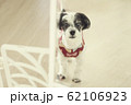 かわいい 愛らしい 猫 62106923