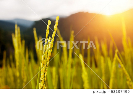 close up of golden paddy rice in the rice field with morning light 62107499