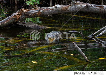American Crocodile in a swamp in Jamaica American Crocodile in a swamp in Jamaica 62107935