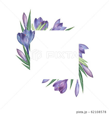 クロッカスの水彩画（フレーム付き） クロッカスの水彩画（フレーム