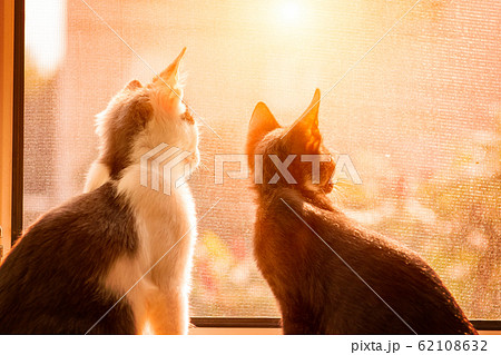 Cats sitting in window 62108632