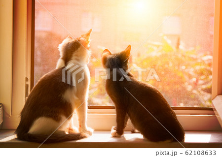 Cats sitting in window 62108633