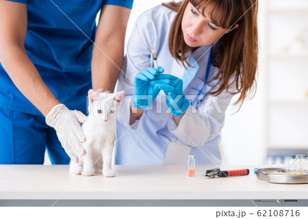 Two young vet doctors examining sick cat Two young vet doctors examining sick cat 62108716