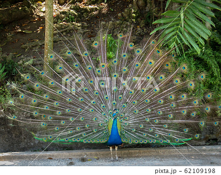 Male peacock displaying it's colorful tail 62109198
