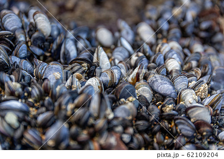 Wild blue mussels (Mytilus edulis) on the rocks in 62109204