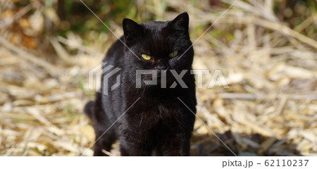 黒猫 62110237