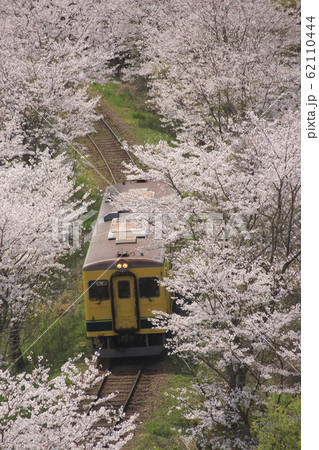 桜並木を行く、いすみ鉄道キハ350形 桜並木を行く、いすみ鉄道キハ350形 62110444