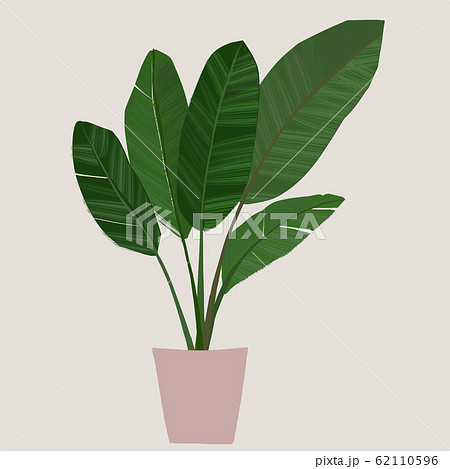 Strelitzia Augusta houseplant - Stock Illustration [62110596] - PIXTA