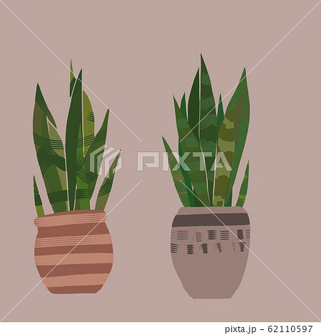 サンスベリア トラノオ 虎の尾 観葉植物 Aのイラスト素材
