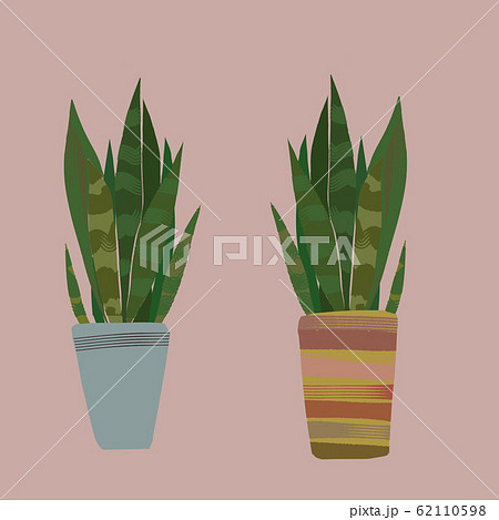サンスベリア トラノオ 虎の尾 観葉植物 Bのイラスト素材