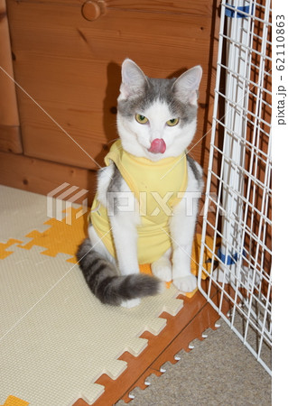 舌をだす小猫 62110863