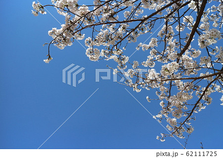 桜満開の春の高知城 桜満開の春の高知城 62111725