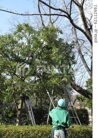 植木を管理する職人 植木を管理する職人 62112661