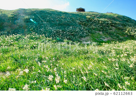 伊豆下田 爪木崎の水仙まつりの写真素材