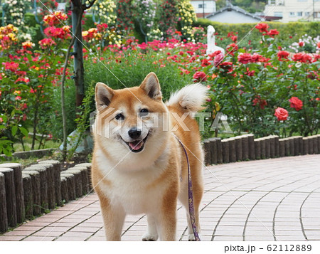 バラ園にて バラ園にて 62112889