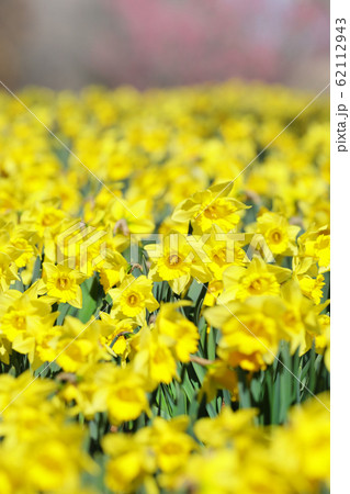 一面のラッパスイセン 62112943