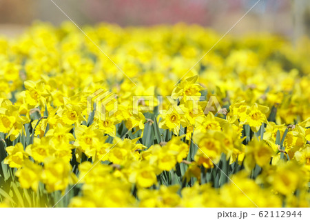 一面のラッパスイセン 62112944