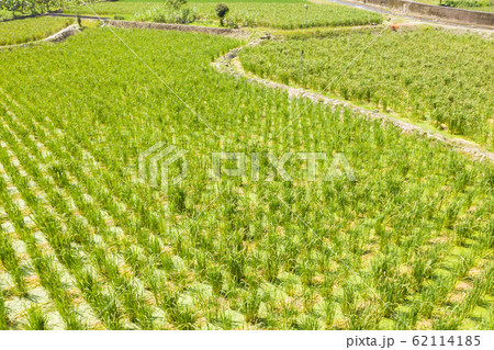 water bamboo(zizania latifolia) farm water bamboo(zizania latifolia) farm 62114185