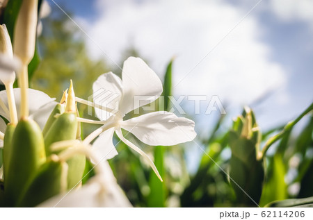 nature landscape of white butterfly ginger 62114206