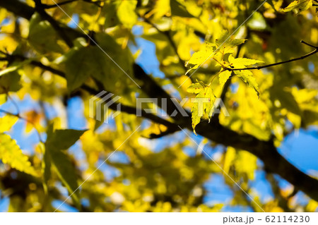 yellow leaves under blue sky yellow leaves under blue sky 62114230