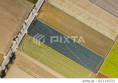 colorful farm with vegetables and rice colorful farm with vegetables and rice 62114231
