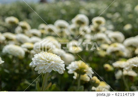 beautiful white chrysanthemum farm beautiful white chrysanthemum farm 62114719