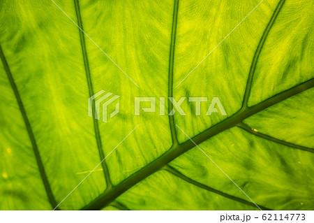 green alocasia odora leaf 62114773