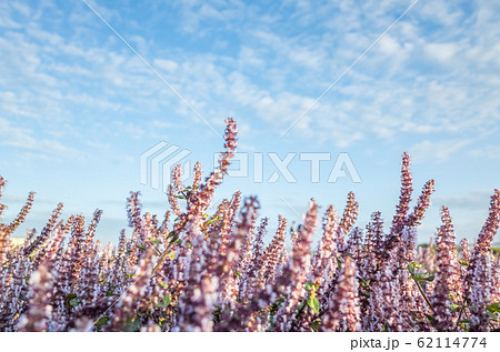 pink purple mesona flowers 62114774
