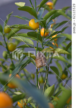 金柑の木にオオカマキリの卵 62115529