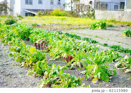 畑　大根　野菜 62115980