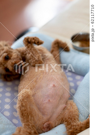 トイプードル 臨月の妊婦犬の写真素材