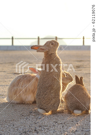 うさぎ島 62119076