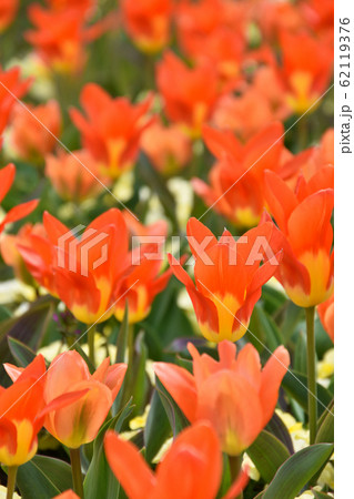 チューリップ：オレンジエンペラー 62119376