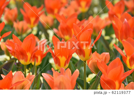 チューリップ：オレンジエンペラー 62119377