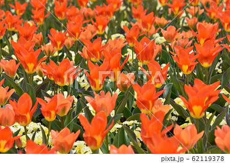 チューリップ：オレンジエンペラー 62119378