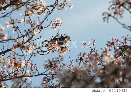さくらとうぐいす 62119435