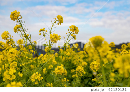 鴨川市の菜の花畑 千葉県鴨川市 日本 鴨川市の菜の花畑 千葉県鴨川市 日本 62120121