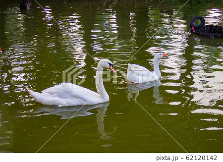 Swans and geese are swimming 62120142