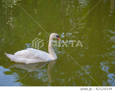 White swan 62120144