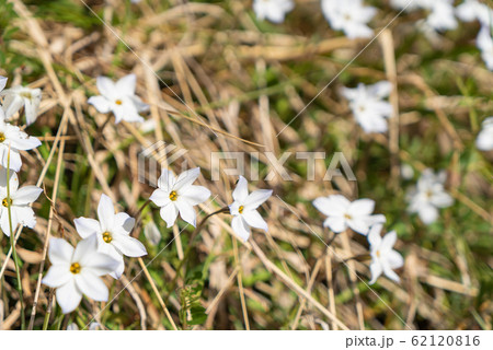 ハナニラの花 ハナニラの花 62120816